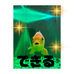 [LINEスタンプ] 前向き金魚ちょーすけ