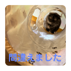 [LINEスタンプ] あんちゃん天使