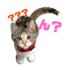 [LINEスタンプ] KQHHoooo