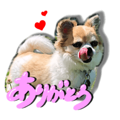 [LINEスタンプ] 使える❣️まめたんスタンプ