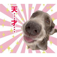 [LINEスタンプ] はぴぷりライラ