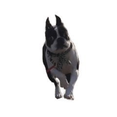 [LINEスタンプ] ダンテ_0715