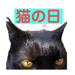 [LINEスタンプ] スーパー猫ちゃんの日
