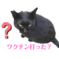 [LINEスタンプ] ネコ団欒4