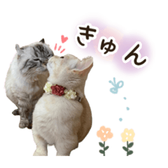 [LINEスタンプ] 毎日使える♡まめこっとんスタンプ