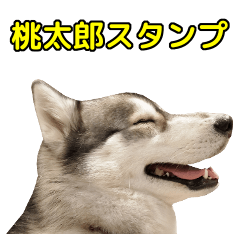 [LINEスタンプ] ハスキー犬の桃太郎スタンプの画像（メイン）