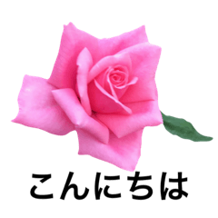 [LINEスタンプ] yasuおばさんの薔薇言葉R4-1の画像（メイン）
