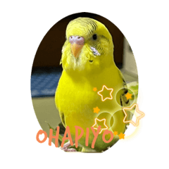 [LINEスタンプ] インコの留吉