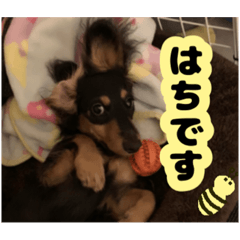[LINEスタンプ] はちたんのスタンプ