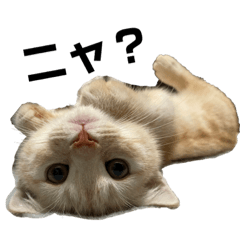 [LINEスタンプ] 猫のアルくん1