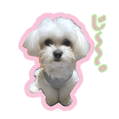[LINEスタンプ] まっしろちゃんたち