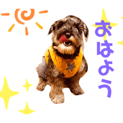 [LINEスタンプ] ミニチュアシュナウザーカールくん！仔犬