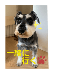 [LINEスタンプ] シュナウザー  ピーク毎日スタンプ