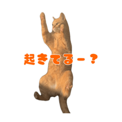 [LINEスタンプ] 茶トラ猫〜アテナちゃんの日常〜3