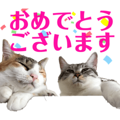 [LINEスタンプ] 素晴らネコ、ゆりりんの丁寧な受け答え