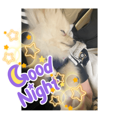 [LINEスタンプ] てるてるてるてる1101