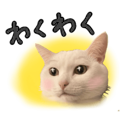 [LINEスタンプ] しろみとろくの日常猫スタンプ