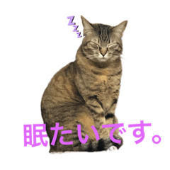 [LINEスタンプ] Kajyu_猫のスタンプ