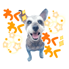 [LINEスタンプ] スタンプ ノアール君4