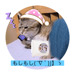 [LINEスタンプ] ガッシーねこーず40にゃんシリーズ㉒