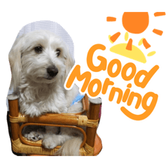 [LINEスタンプ] 愛犬と孫ちゃんスタンプ