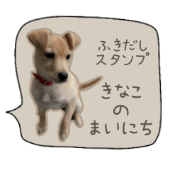 [LINEスタンプ] ふきだしスタンプ きなこのまいにち