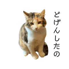 [LINEスタンプ] あたいはそふぃあ