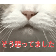 [LINEスタンプ] 犬猫のデカ文字で見やすい敬語多めスタンプ