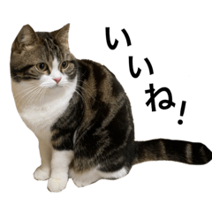 [LINEスタンプ] かわいい猫きなこのいろいろ使えるスタンプ