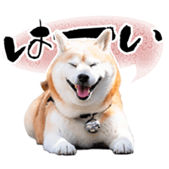 [LINEスタンプ] 柴犬 ♡ 敬語 ＆ 挨拶 ♡ 犬友03 赤柴