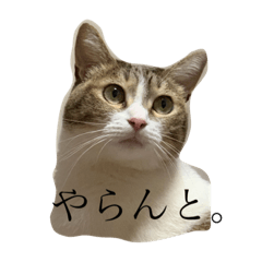 [LINEスタンプ] 猫のしじみ1