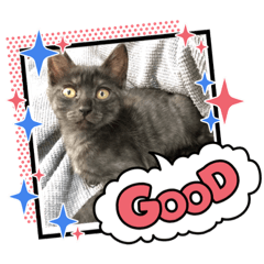 [LINEスタンプ] 黒ねこ 虎ねこ 日常で使えるスタンプ