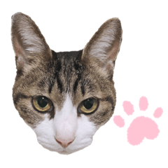 [LINEスタンプ] ビーグルのぎんじと仲間たち