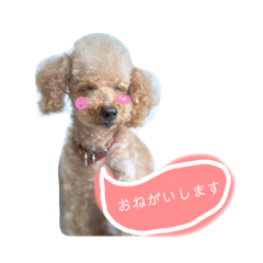 [LINEスタンプ] トイプードル オウジの日常2