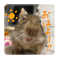 [LINEスタンプ] デグーのぐーちゃんです第2弾