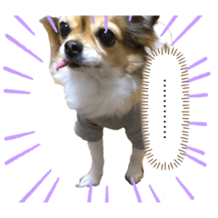 [LINEスタンプ] ココとチュラが代弁