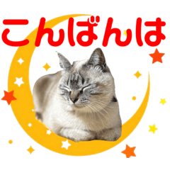 [LINEスタンプ] 保護猫マロン好日スタンプ10