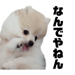 [LINEスタンプ] ゆるい関西弁のポメラニアンあいさつ