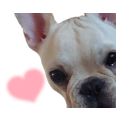[LINEスタンプ] フレブル倶楽部 French bulldog