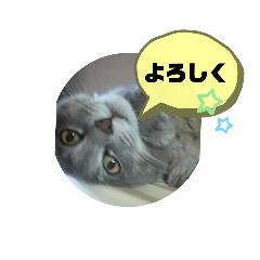 [LINEスタンプ] しまの猫の日