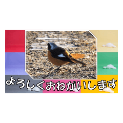 [LINEスタンプ] 鳥シリーズ 敬語