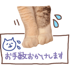 [LINEスタンプ] 実家の猫さくちゃん