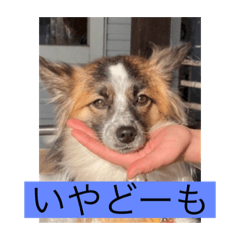 [LINEスタンプ] すみか 茨城var