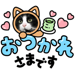 [LINEスタンプ] はちわれ 黒ねこ 虎ねこ  日常スタンプ