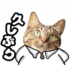 [LINEスタンプ] 猫(キジトラ)日常可愛いスタンプ3