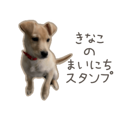 [LINEスタンプ] きなこのまいにち 1