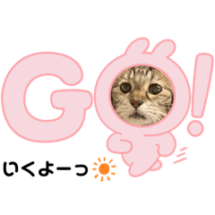 [LINEスタンプ] 猫スタンプ①（よく使う）