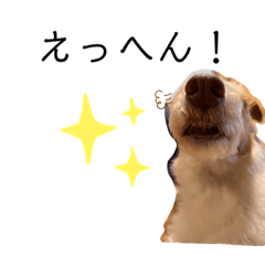 [LINEスタンプ] まろがスタンプになりました