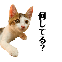 [LINEスタンプ] 保護猫おかかのスタンプ