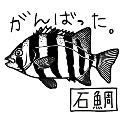 [LINEスタンプ] 魚好き★釣り好き リアルお魚スタンプ